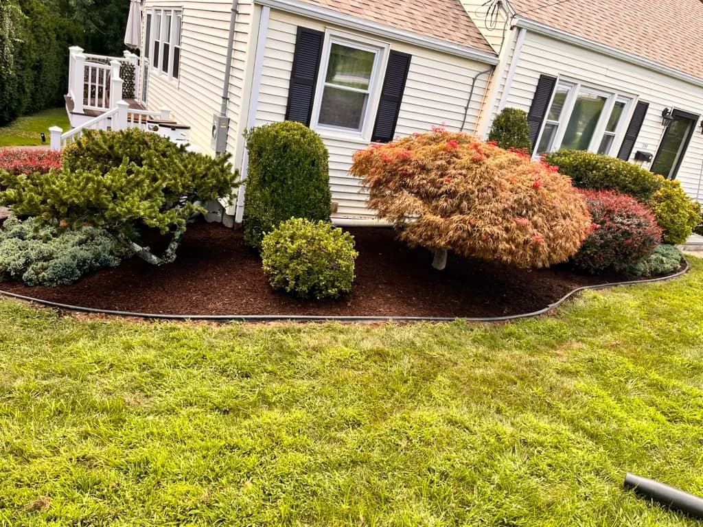 Residential foundation bed with shaped shrubs and fresh brown mulch