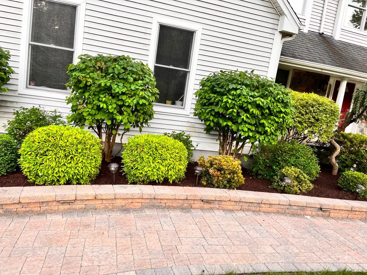 Residential front garden with shaped shrubs, fresh mulch, and a stone border